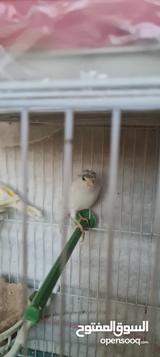 طيور كناري متنوعة الأعمار والألوان ذكور وإناث