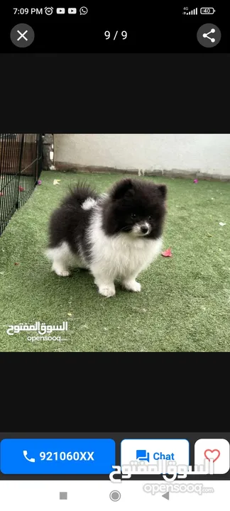 Pomeranian Puppy For Sale T-cup