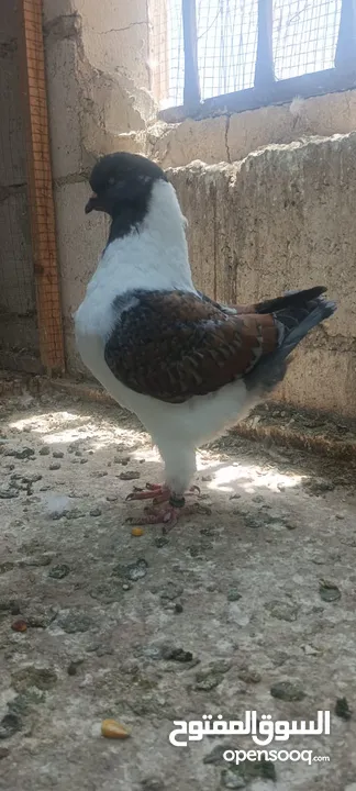 فراخ كنق .