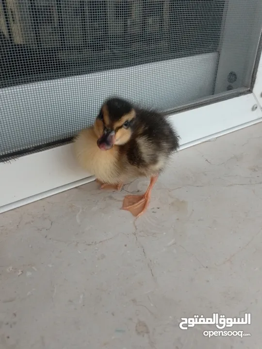 بطة صغيره مدجنه للبيع مثاليه للتربية و الهواية صحتها ممتازه و نظامها الغذائي الصحي و متوازن متو