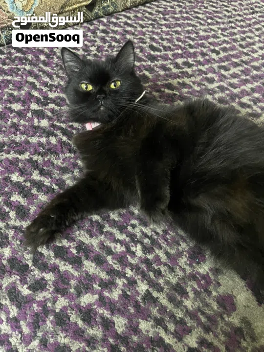 القطه : للتبني / free عمر 9 شهور جنس/ انثى