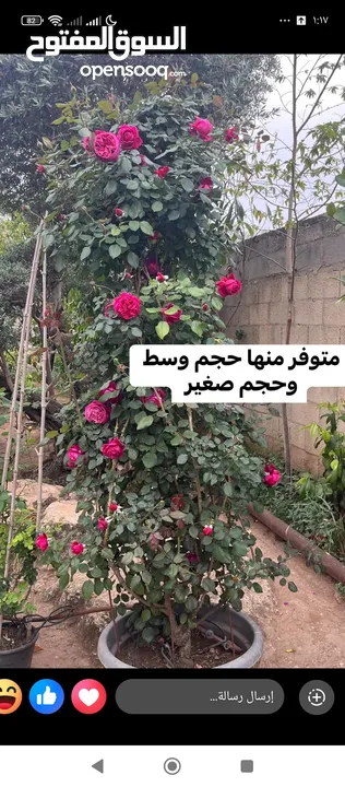 اشجار للبيع