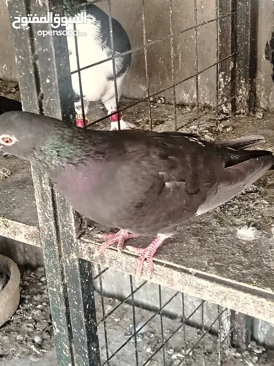 جواز و حبات