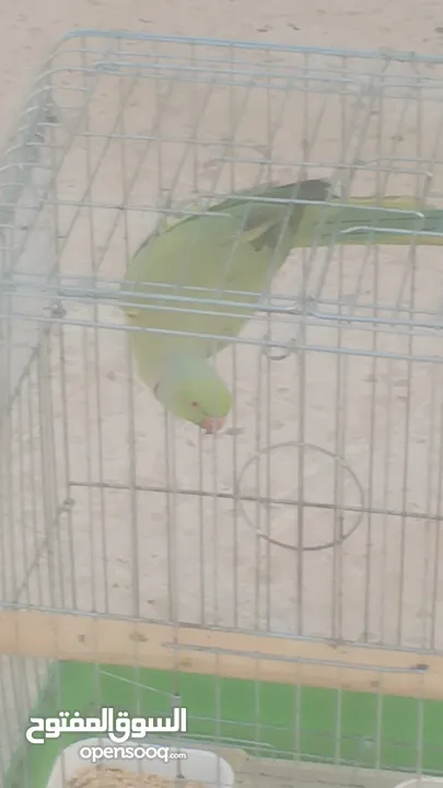 ببغاء دره هندي