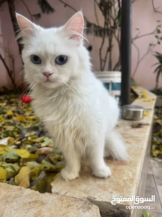 قطة للبيع رام الله