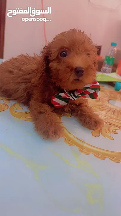 mini teacup poodle pure breed