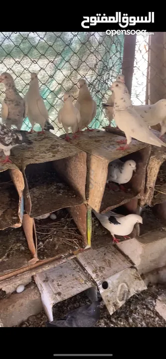 حمام للبيع