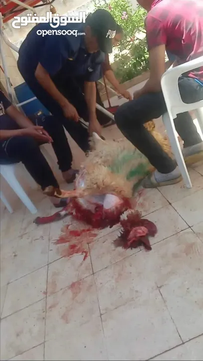 كل عام وانتم بخير لحام متنقل لذبح جميع انواع الأضاحي_ونذور للتواصل