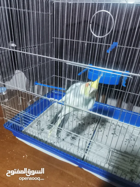 طائر كوكتيل للبيع بسعر مغري ... معه كامل اغراضو من قفص واكل