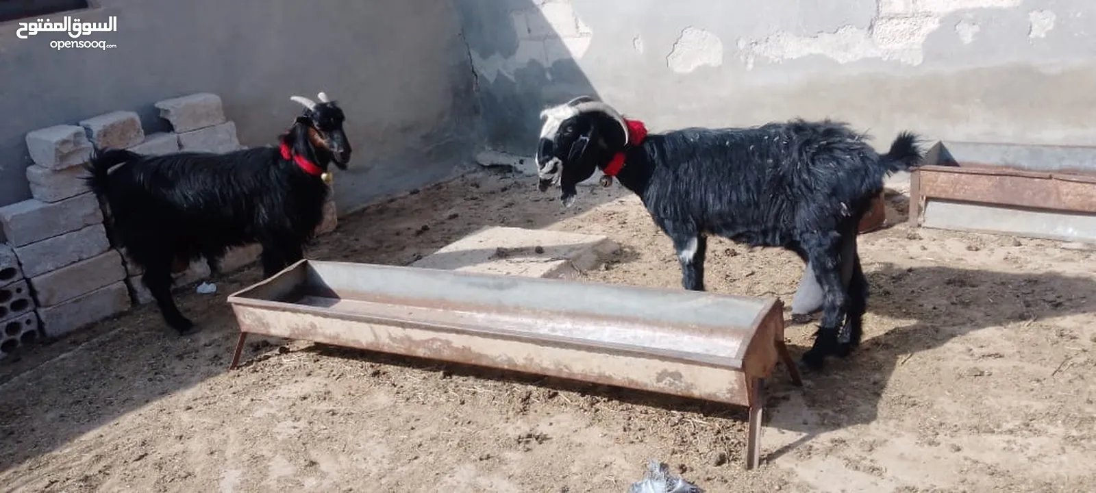 4معزا كفالة حليب 3خمسيات وحده جميع