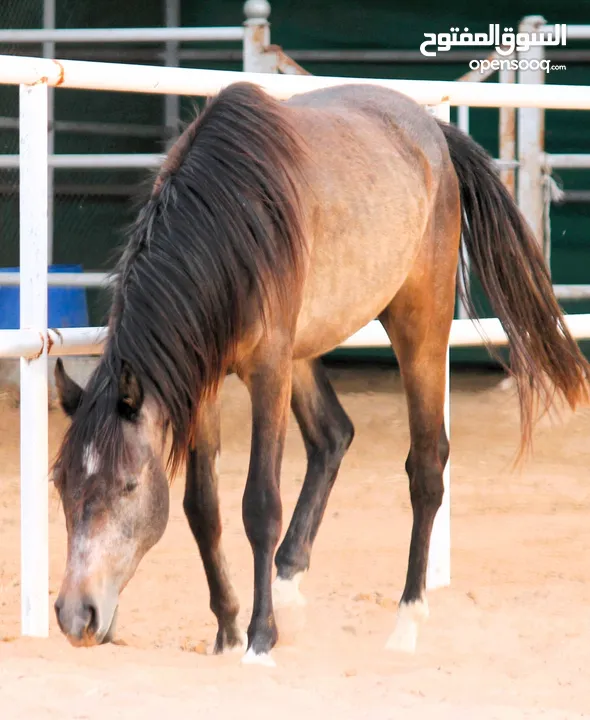 Very beautiful stallion  playfull and friendly .