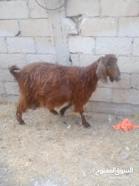عنز قاصه درار