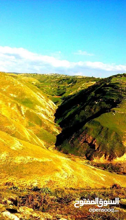 10 دونم شفا غوري من المالك