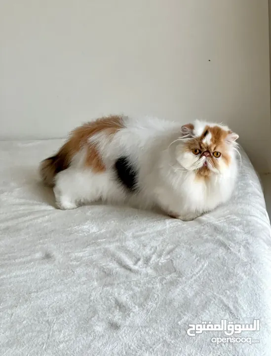 Pure Persian cat looking for new home