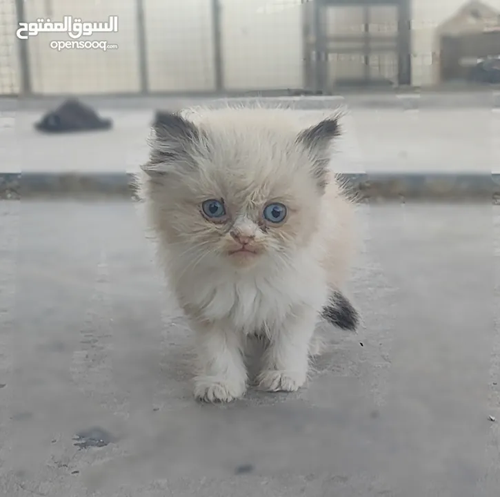 ذكر راغدول عمر شهرين للبيع