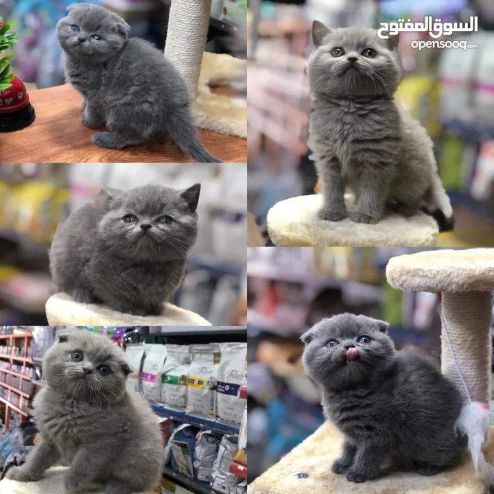 سكوتش فولد بيور و ستريت