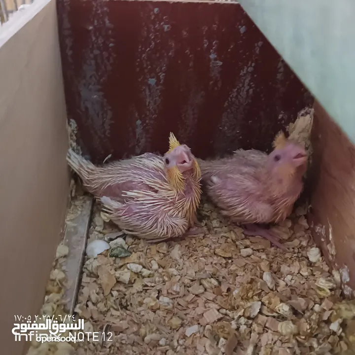 طيور كوكتيل فراخ للزق اليدوي
