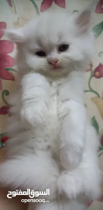 Persian kitten's500 dhs