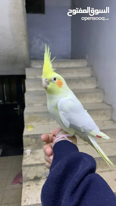 كوكتيل لاتينو مع قفصه للبيع