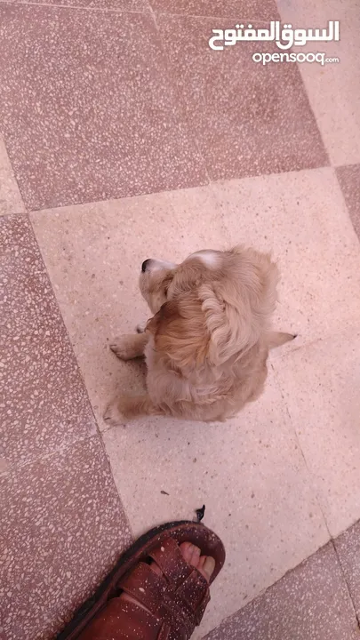 كلب عمر شهرين بيور