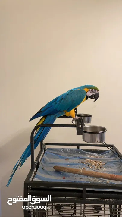 macaw  3 years old