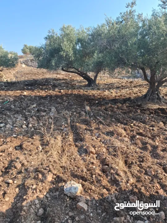 ارض للبيع في عزبة ابو خميش