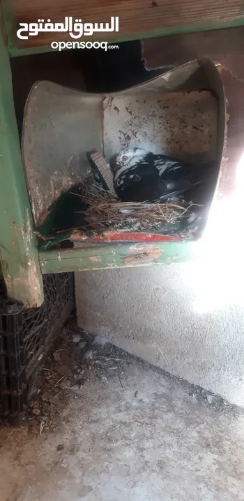 طيرة سكسفونية للبدل بلدي