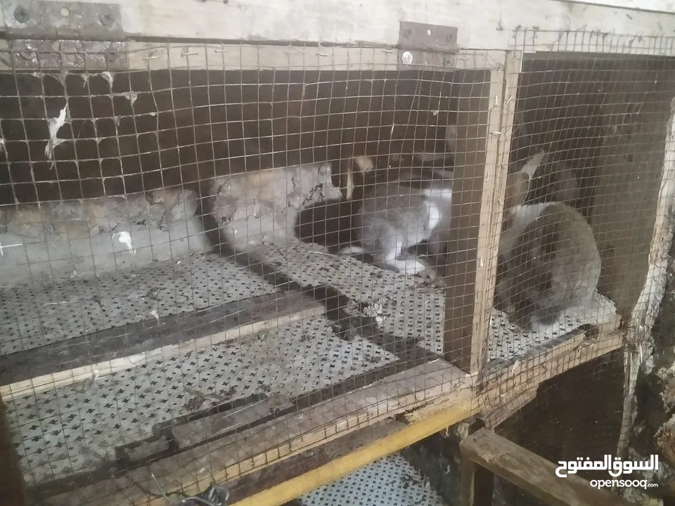 ارانب للبيع  كوم 8 حبات عمرهم شهرين ونص للتواصل  ع الواتس اب