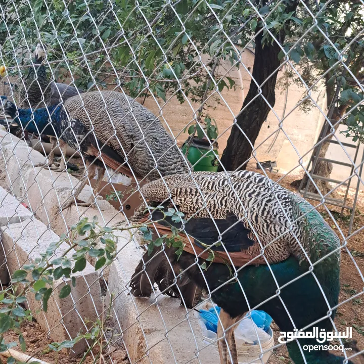 ذكر طاوؤس هندي للبيع