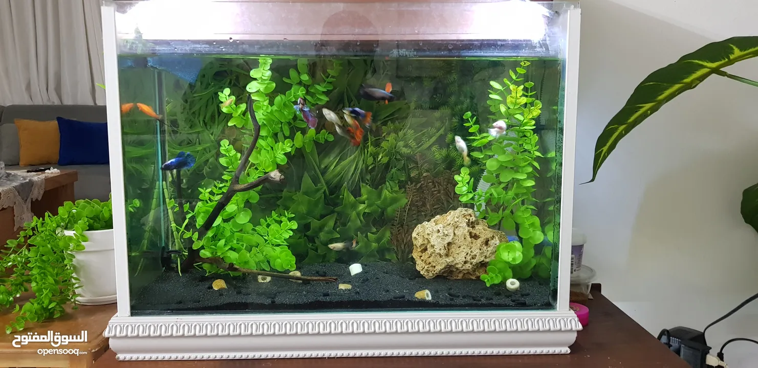 حوض سمك كامل مع سمك