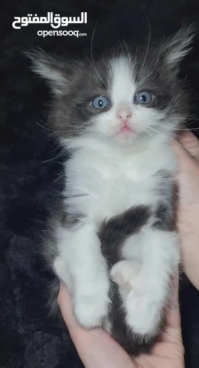 متوفر قطط راغدول عيون زرق  العمر شهرين