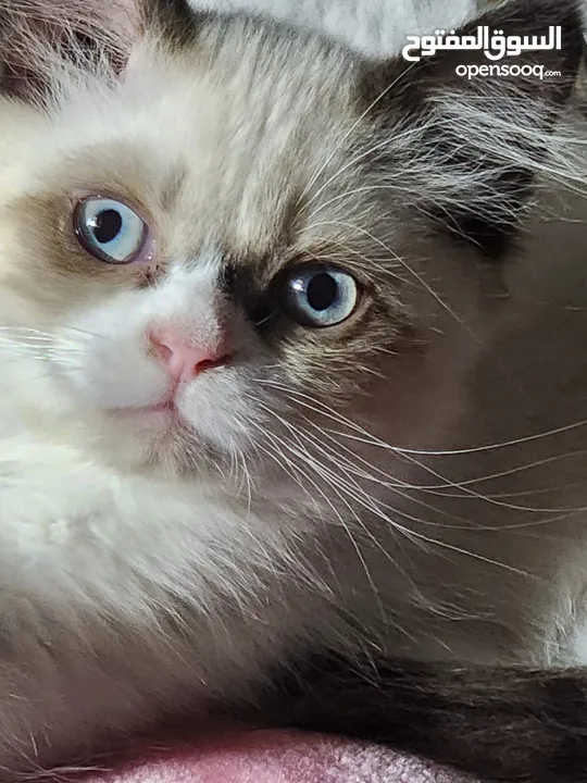 Ragdoll cat  قطط راغدول