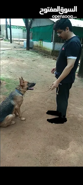 Basic dog training program