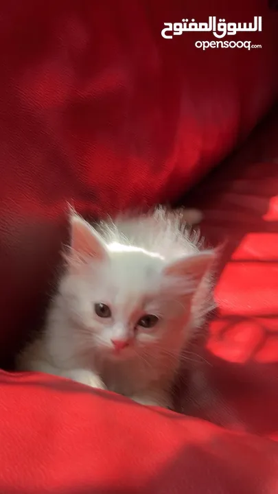 برتش مكس شيرازي