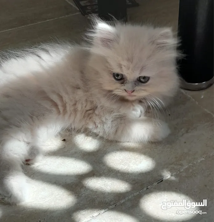 Mix himalayan with persian kittens