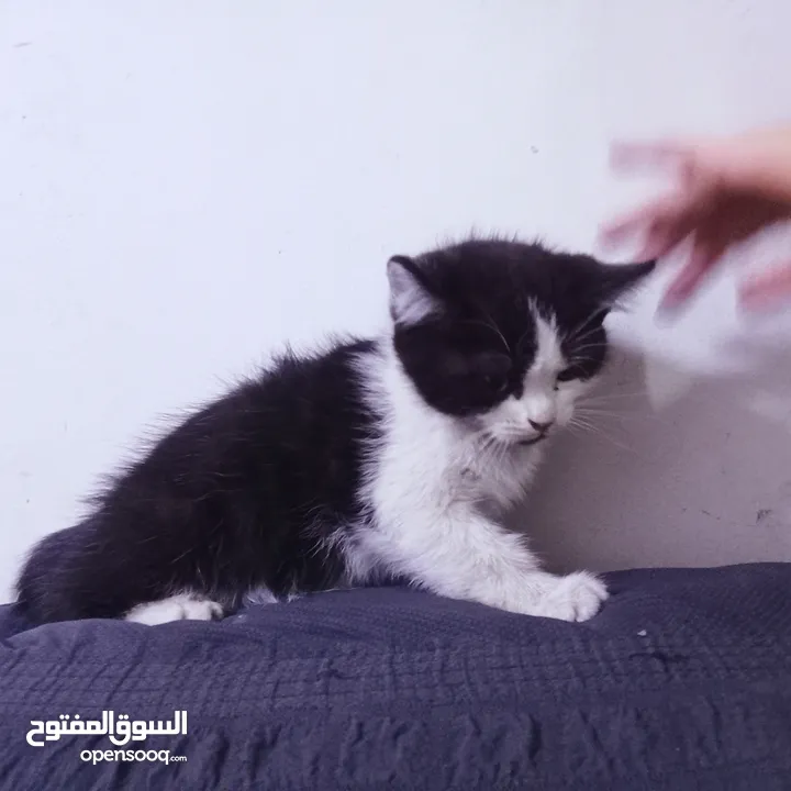 قطط هيمالايا رمادي