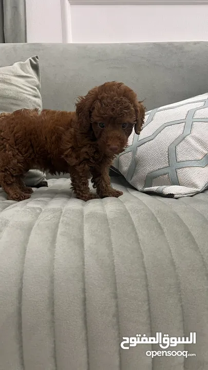 Teacup Poodle From Vietnam