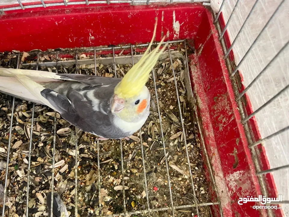 جوز كوكتيل أزبال تحتيه 3ببضات وبكمل محجلت واليفات اقرا الوصف