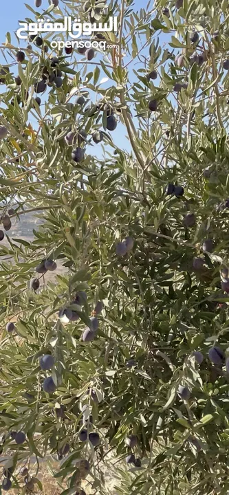 للبيع مزرعة في قرية الرميمين