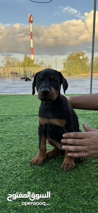 Doberman Puppy available 40 days 3 male 3 female