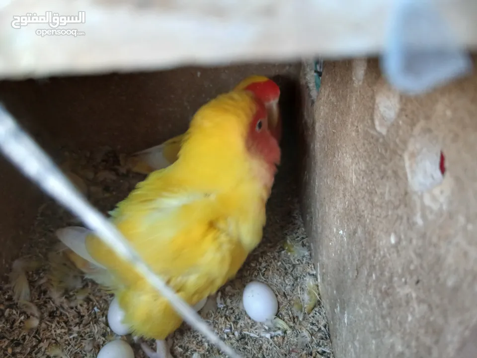 زوج ببغاء روز منتجين وتحتهم 7 بيضات بصحه ممتازه