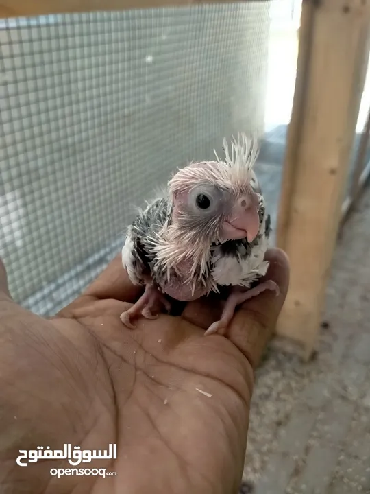 cockatiel chicks