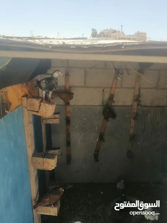 حمام للبيع