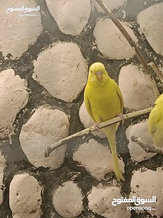 عصافير حب للبيع او بدل