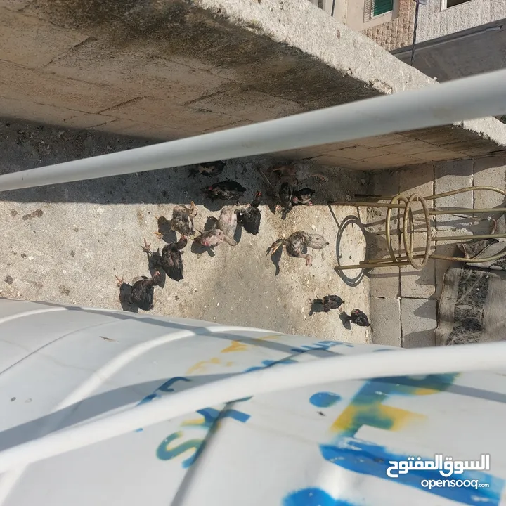 صيصان بلدي