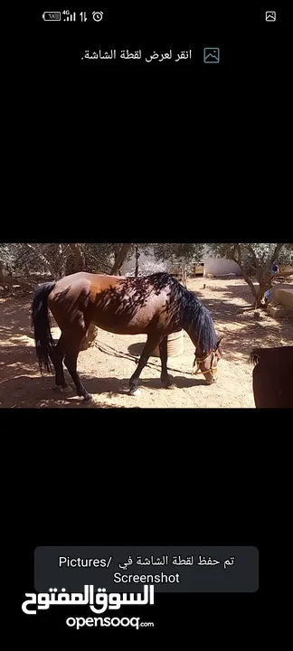 فرس مع مهر للبيع