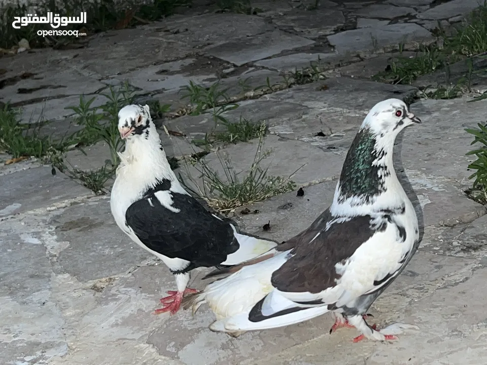 حمام للبيع