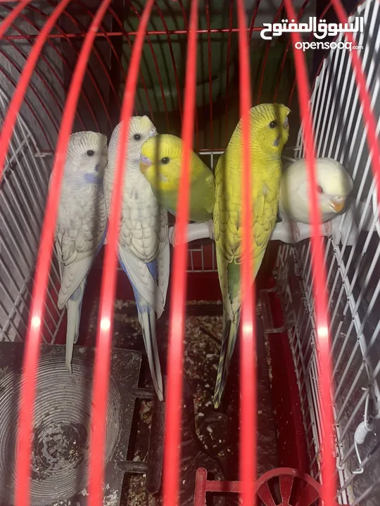 عصافير حب او طيور بادجي ذكور وايناث وزواج