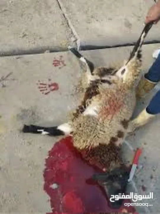 بسم الله جذار ذبح جميع الأضاحي خرفان عبور جدي نعاج تيوس