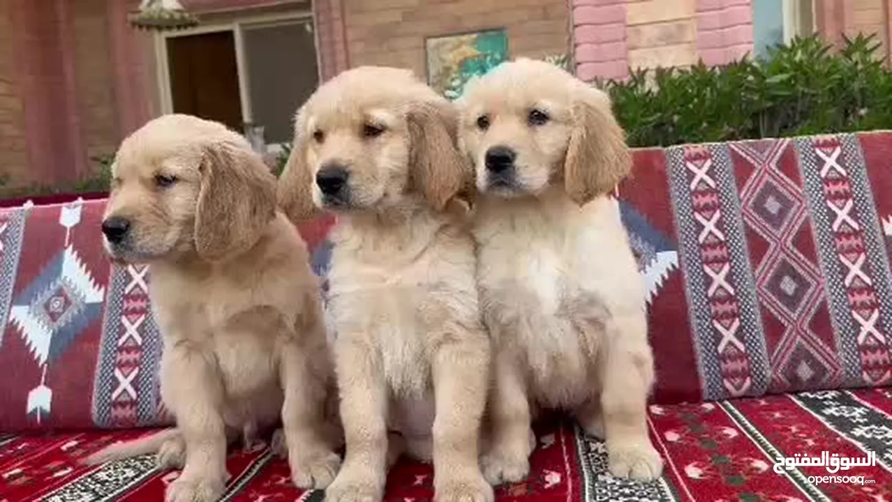 للبيع جراوى جولدن ريتريڤر بيور - for Sale puppies Golden retriever